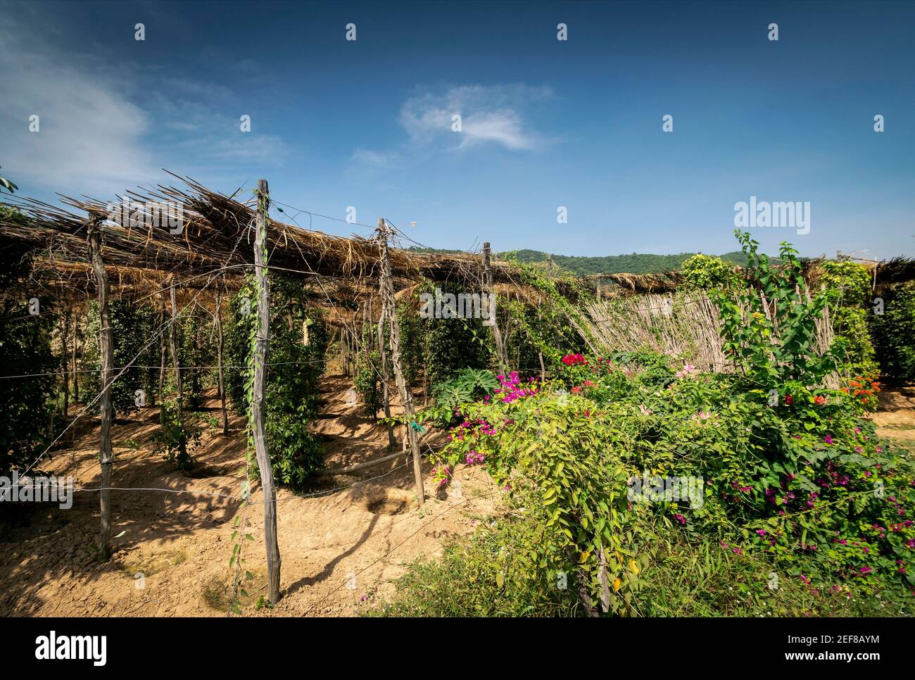 peppercorn Reben in Bio-Pfefferfarm in der provinz kampot wachsen kambodscha Stockfoto