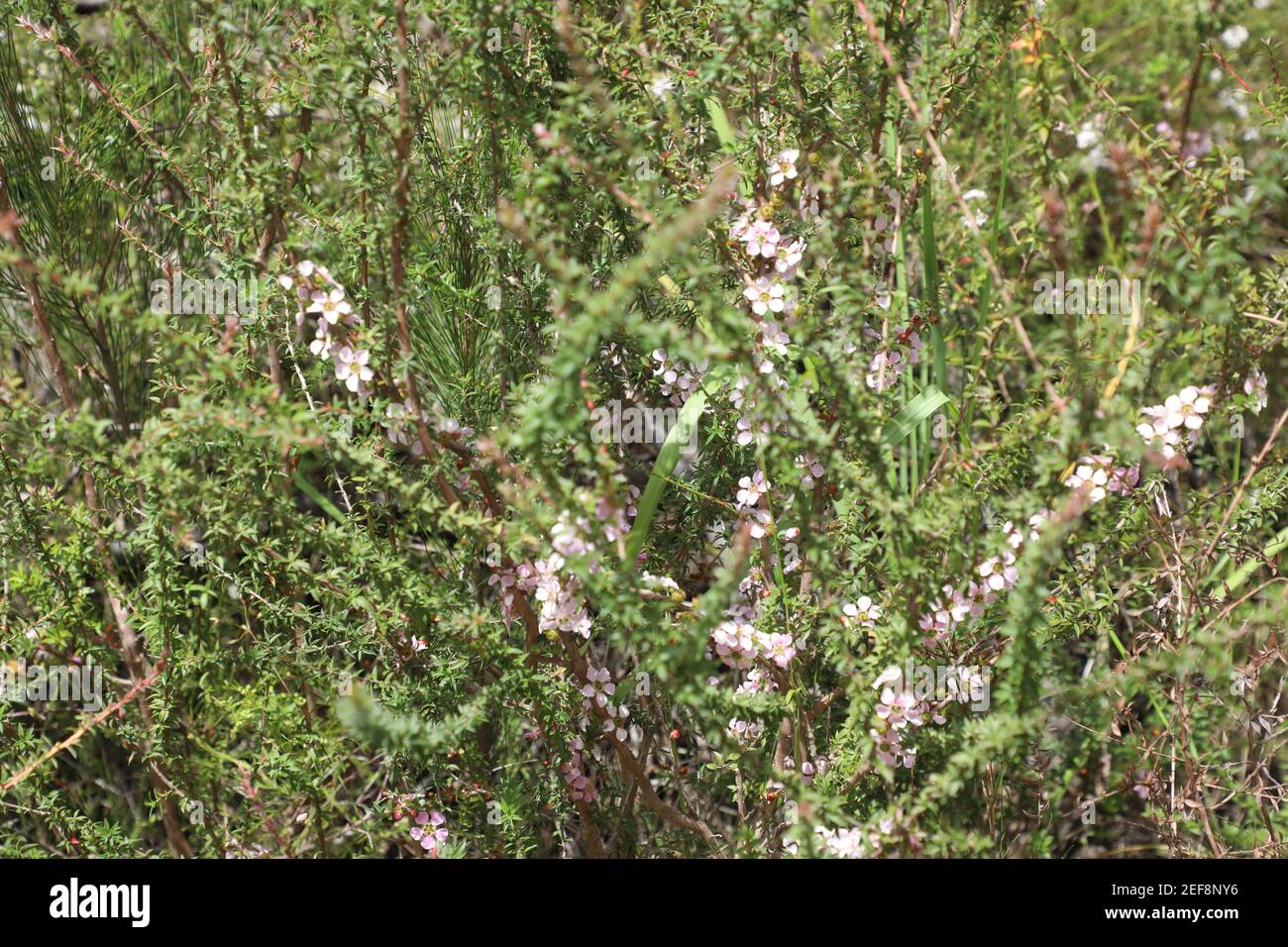 Melaleuca alternifolia, allgemein bekannt als Teebaum auf dem Two Creeks Track, Garigal National Park in East Lindfield, Sydney, NSW, Australien. Stockfoto