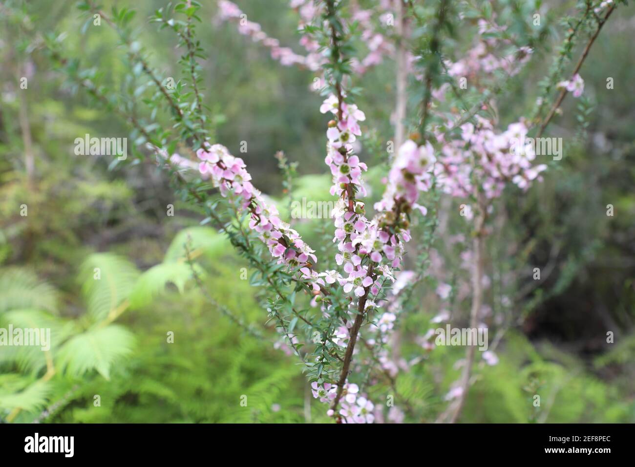 Melaleuca alternifolia, allgemein bekannt als Teebaum auf dem Two Creeks Track, Garigal National Park in East Lindfield, Sydney, NSW, Australien. Stockfoto