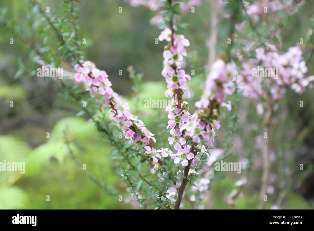 Melaleuca alternifolia, allgemein bekannt als Teebaum auf dem Two Creeks Track, Garigal National Park in East Lindfield, Sydney, NSW, Australien. Stockfoto