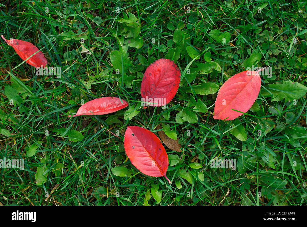 Laub auf dem grünen Rasen Stockfoto
