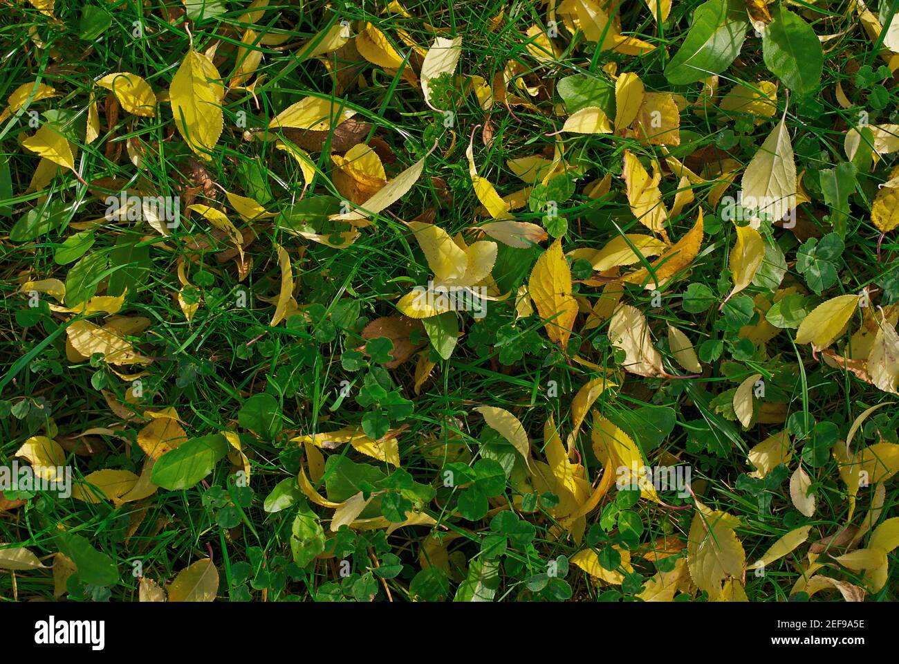 Laub auf dem grünen Rasen Stockfoto