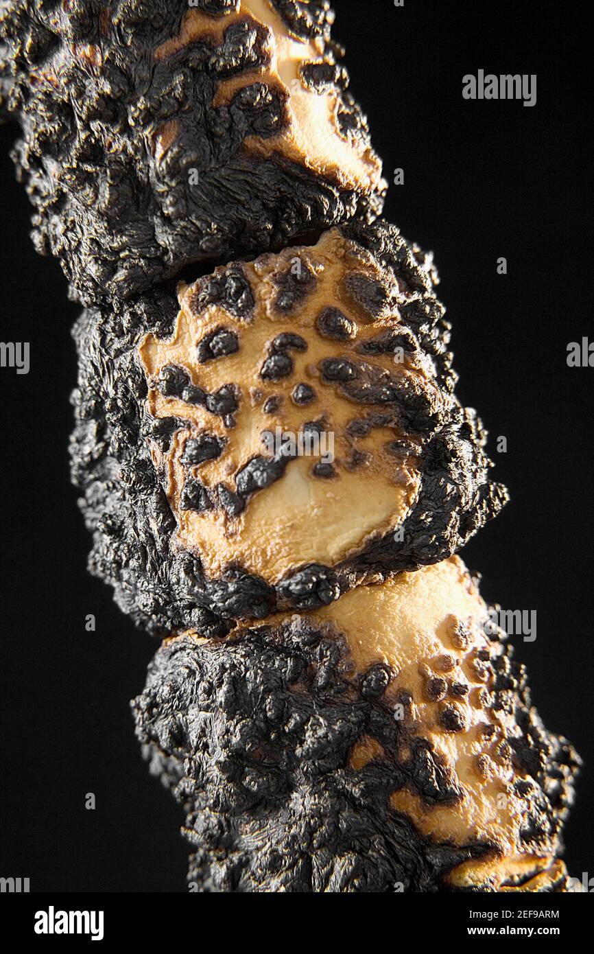 Gebratene marshmallows -Fotos und -Bildmaterial in hoher Auflösung – Alamy