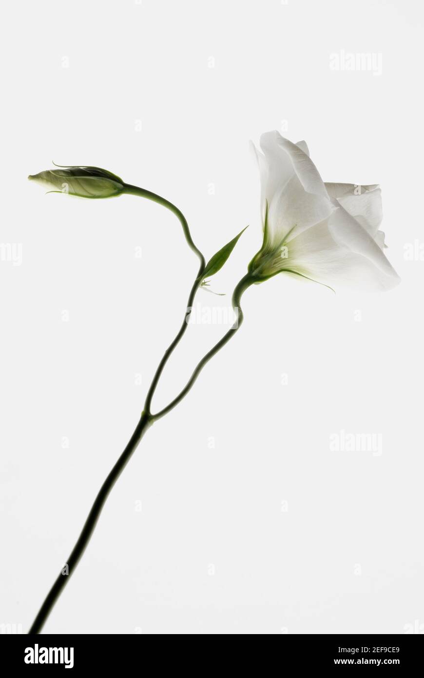 Nahaufnahme einer weißen Blume mit einer Knospe Stockfoto