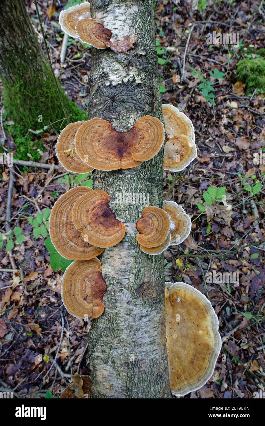 Röhrende Halterpilze (Daedaleopsis confragosa), die auf einer gefallenen Silberbirke (Betula pendula) im Laubwald wachsen, GWT Lower Woods Reservierung Stockfoto