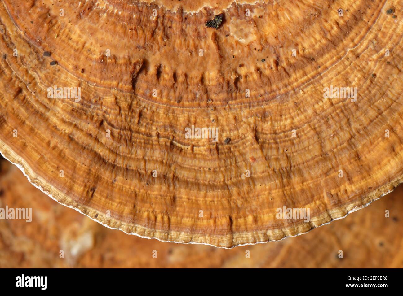 Blushing Bracket Fungi (Daedaleopsis confragosa), Nahaufnahme, GWT Lower Woods Reserve, Gloucestershire, UK, Oktober. Stockfoto
