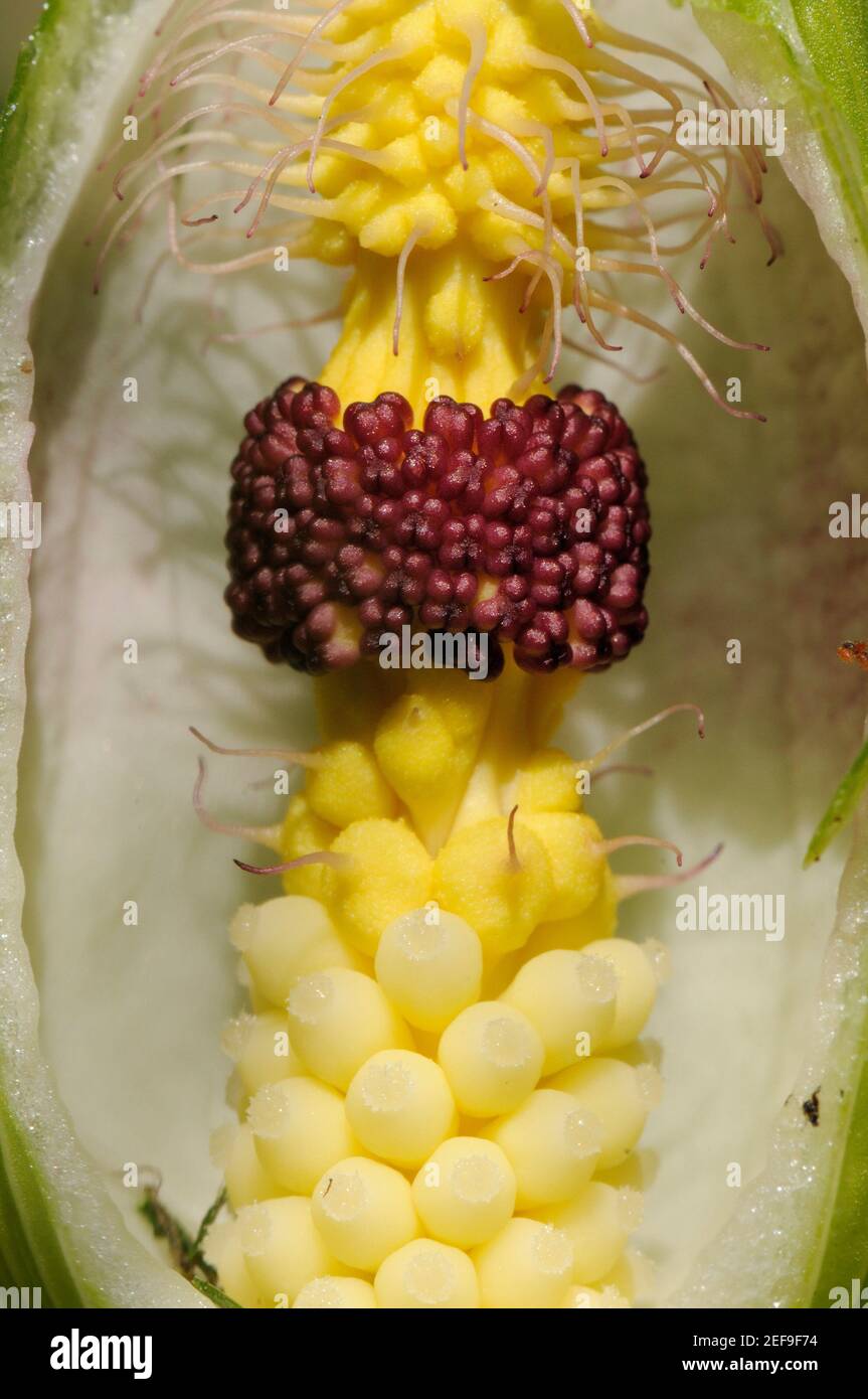 Innenansicht von Kuckuckpint / Lords and Ladies / Wilder Arum (Arum maculatum) Spathe zeigt Haare, die Fliegen fangen, braune männliche und gelbe weibliche Blüten. Stockfoto