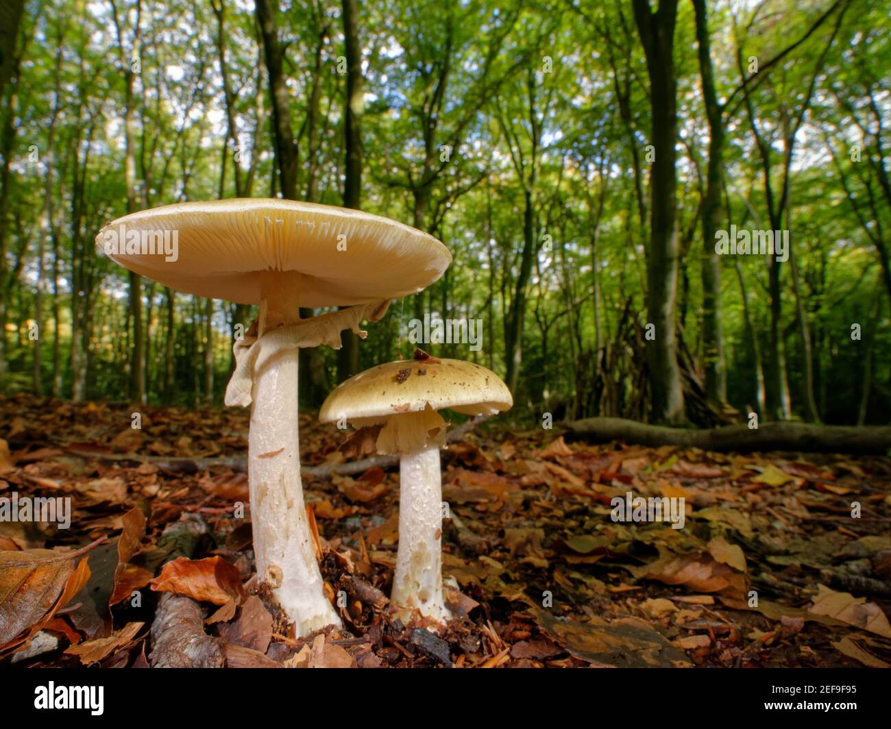 Todeskappe (Amanita phalloides) Pilze unter Blattstreu in dichten Buchenwäldern, Buckholt Holz NNR, Gloucestershire, UK, Oktober. Stockfoto