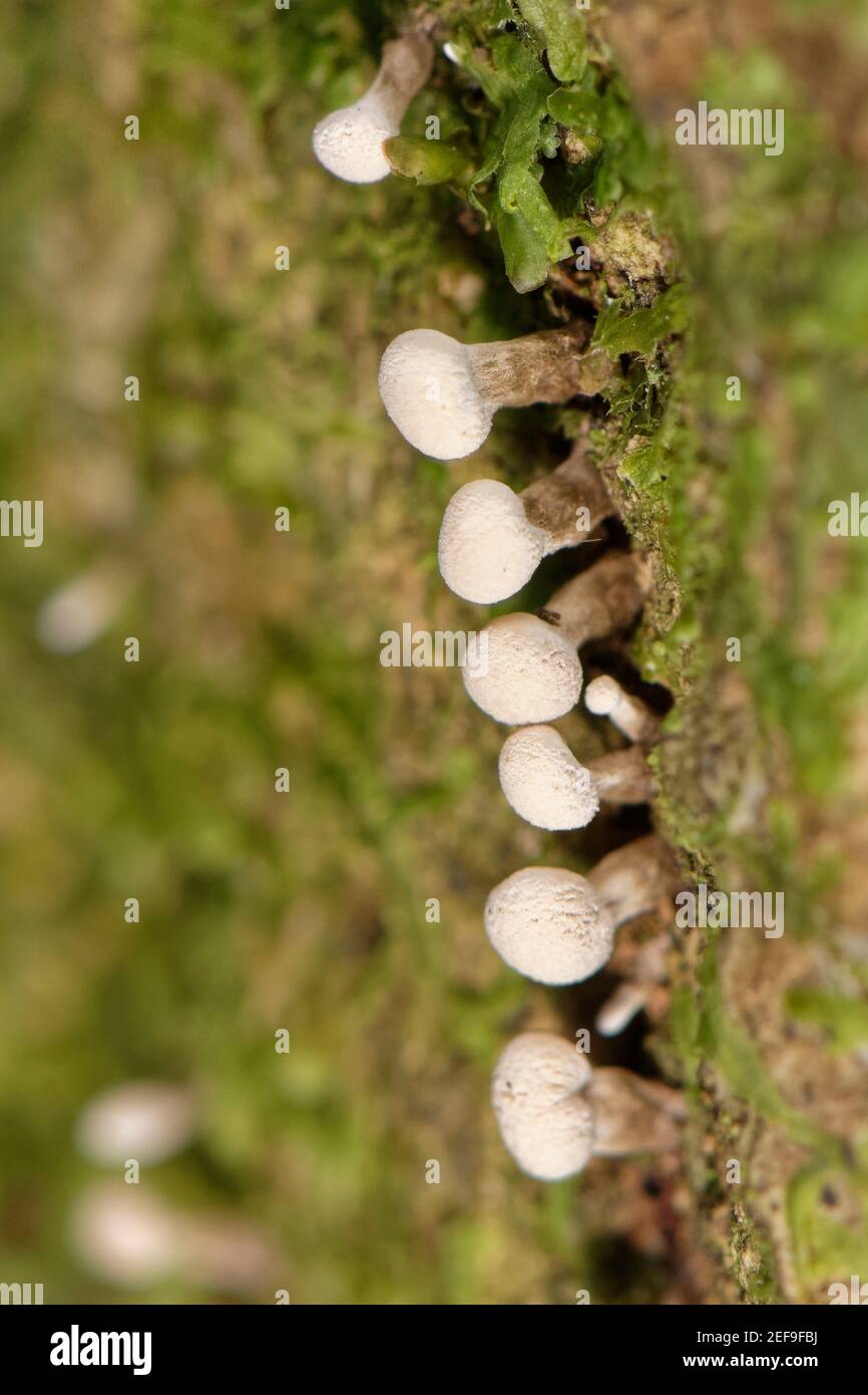 Bockshornklee Stalkball (Phleogena faginea) Fruchtkörper aus Spalten in Baumrinde in dichten Laubwäldern, Gloucestershire, Großbritannien. Stockfoto