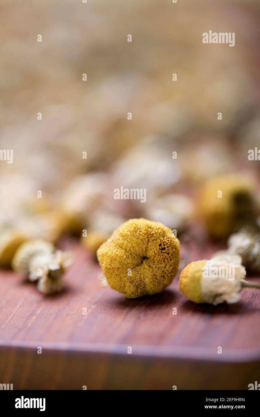 Nahaufnahme der Blütenknospen Stockfoto