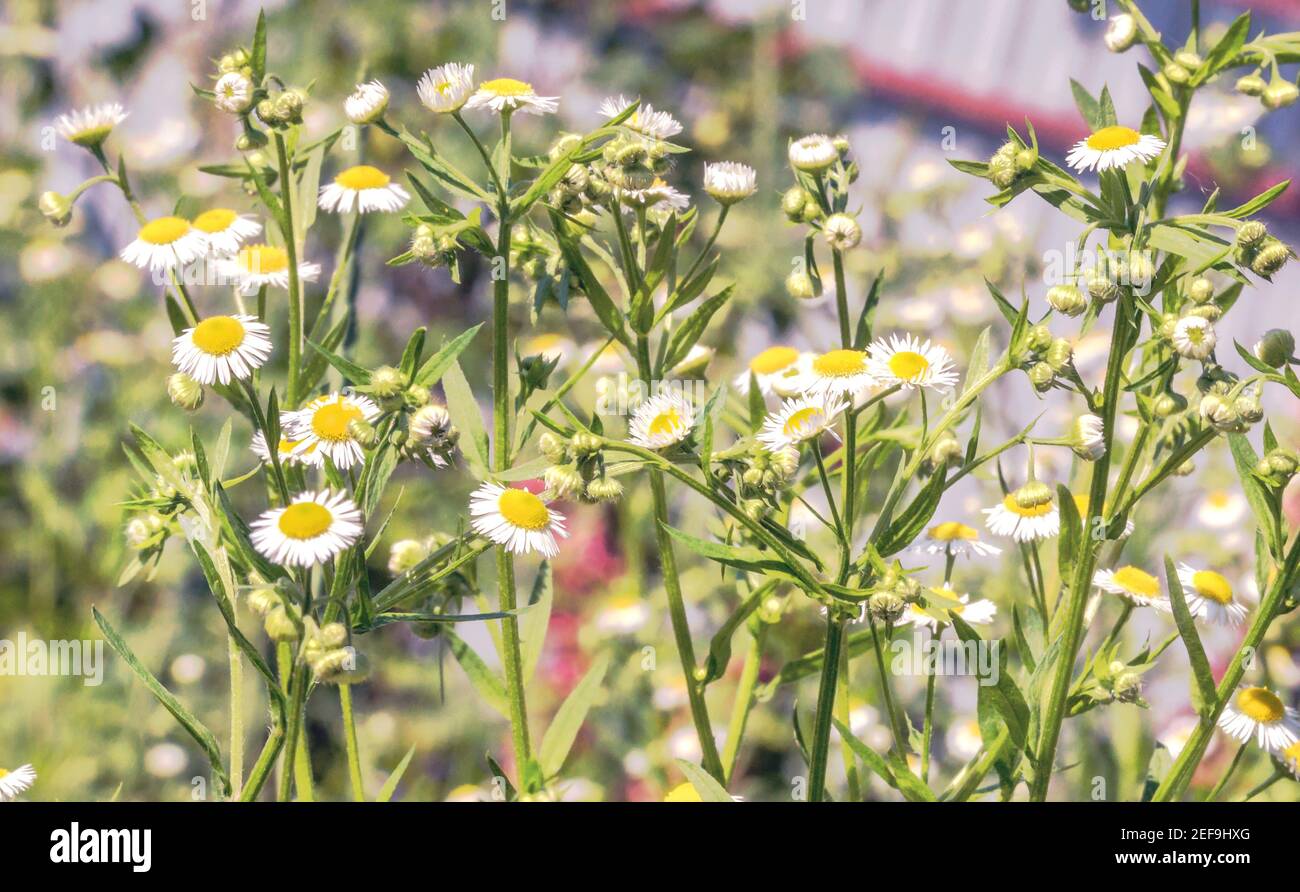 Nahaufnahme eines Kamillenbusches im Garten. Stockfoto