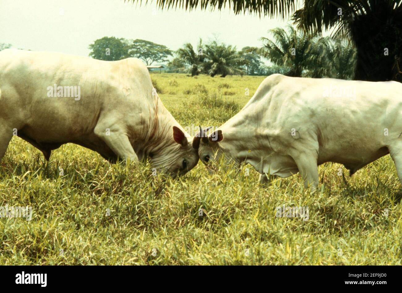 Seitenprofil von zwei kämpfenden Bullen Stockfoto