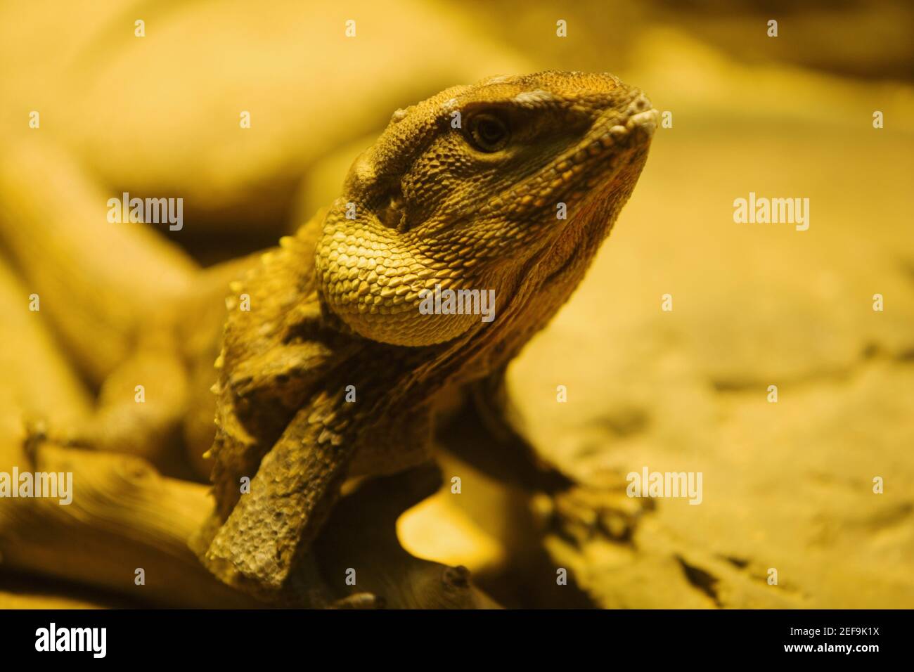 Nahaufnahme eines Chamäleons (Chamaeloninae) Stockfoto