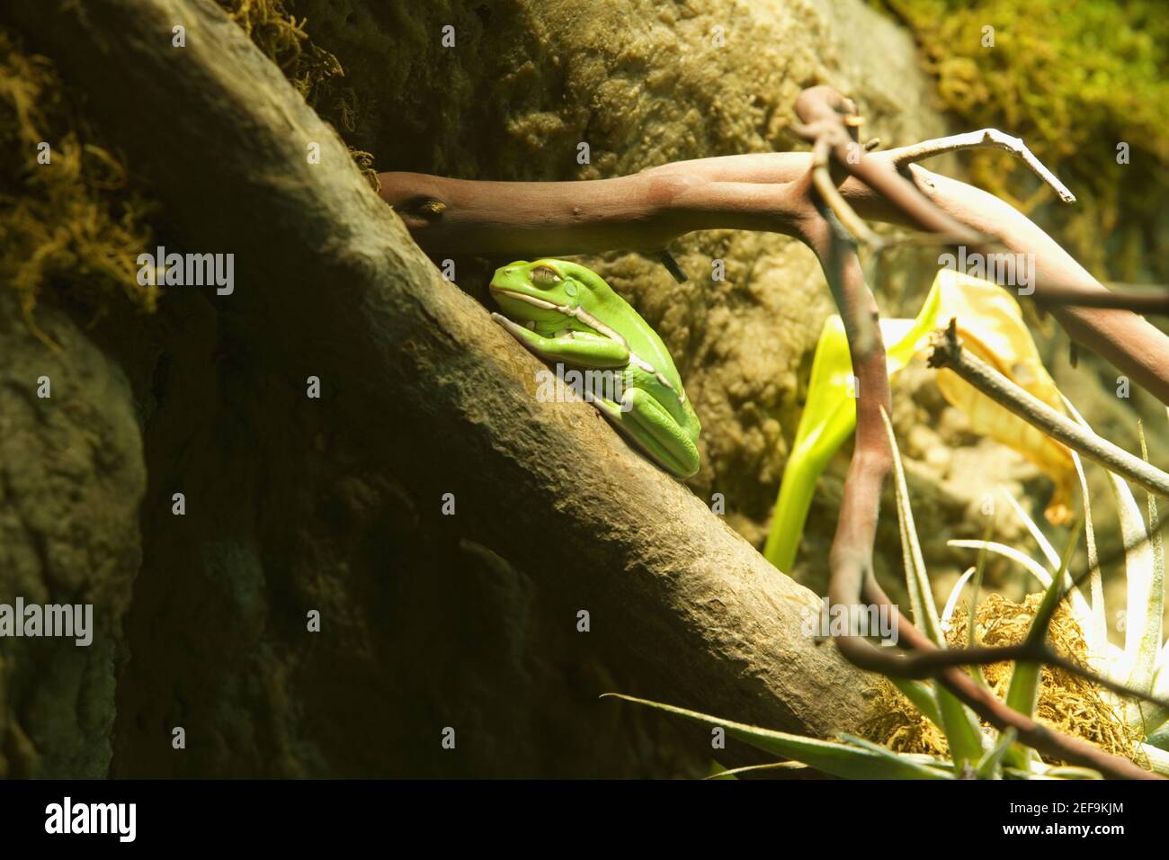 Baumfrosch, der auf dem Ast eines Baumes steht Stockfoto