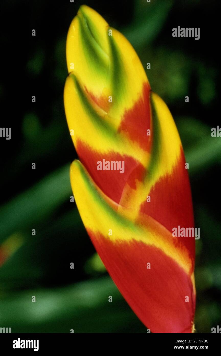 Nahaufnahme einer Blütenknospe Stockfoto