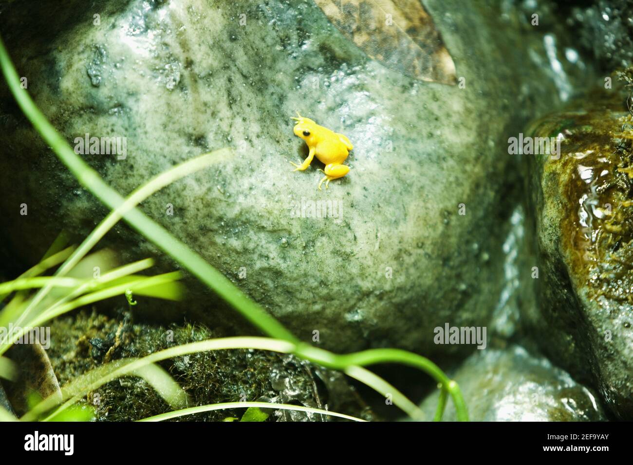 High-Angle-Ansicht eines Giftpfeilfrosches auf einem Felsen (Phyllobates terribilis) Stockfoto