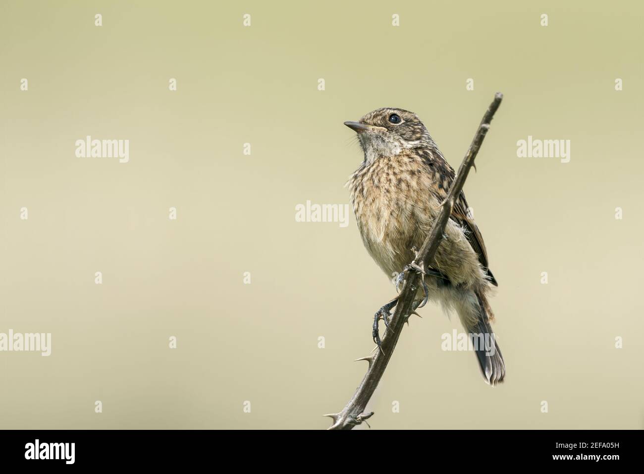 Europäische Stonechat, Saxicola rubicola, Jungfelltiere auf Vegetation, Norfolk, Großbritannien, 21. Mai 2019 Stockfoto