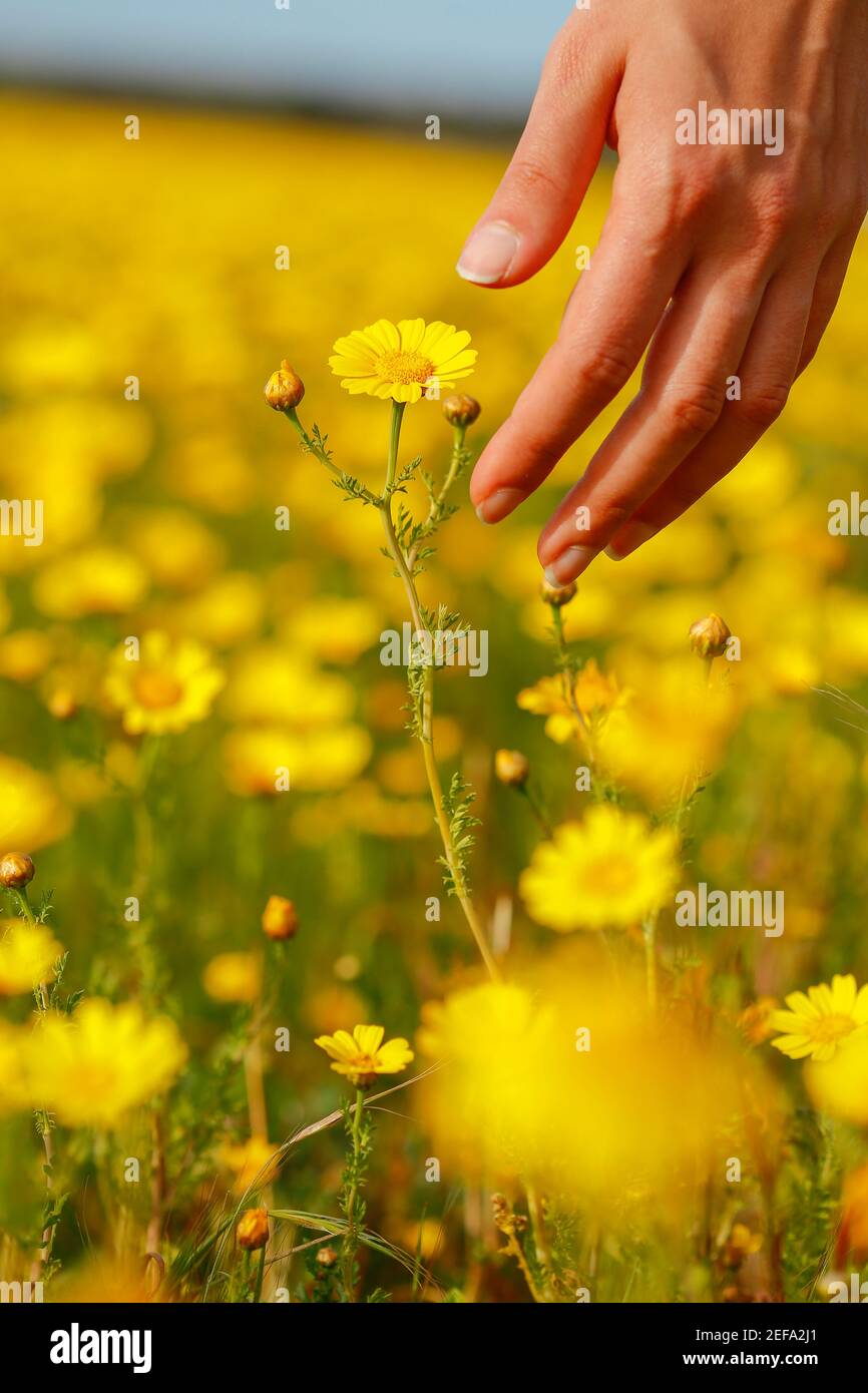 Frau Hand berühren gelbe Blumen in Zypern. Stockfoto