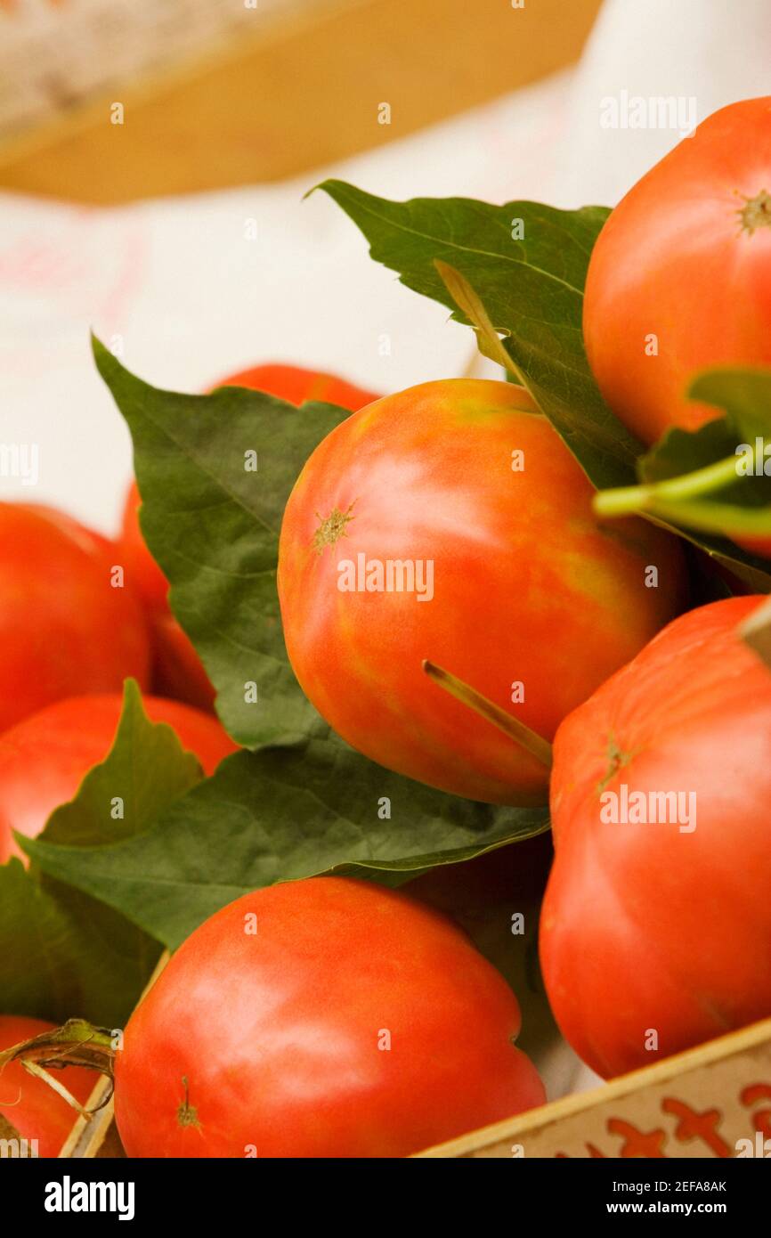 Nahaufnahme von Tomaten, Sorrent, Sorrentine Peninsula, Neapel Provinz, Kampanien, Italien Stockfoto