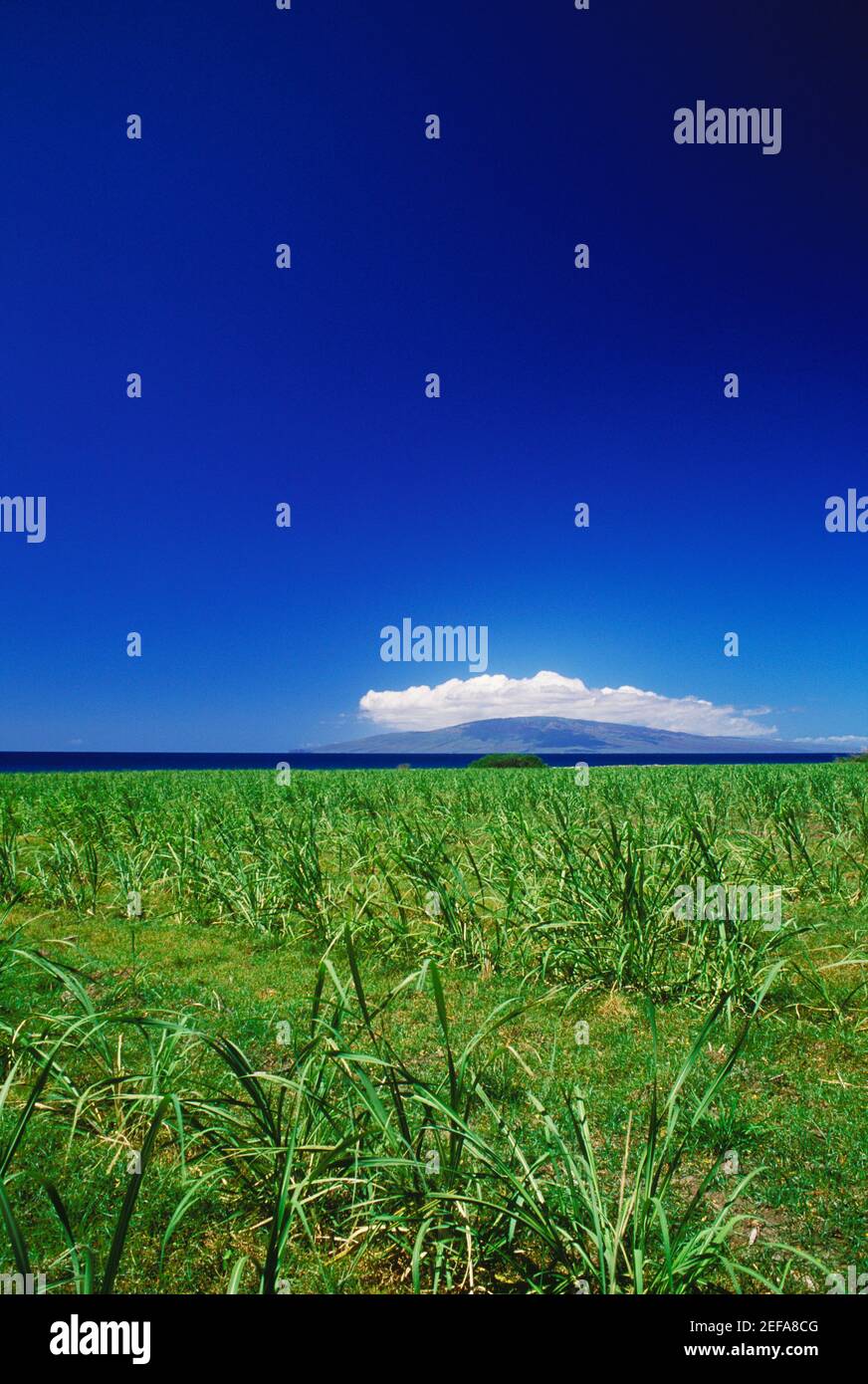 Panoramablick auf ein Feld, Hawaii, USA Stockfoto