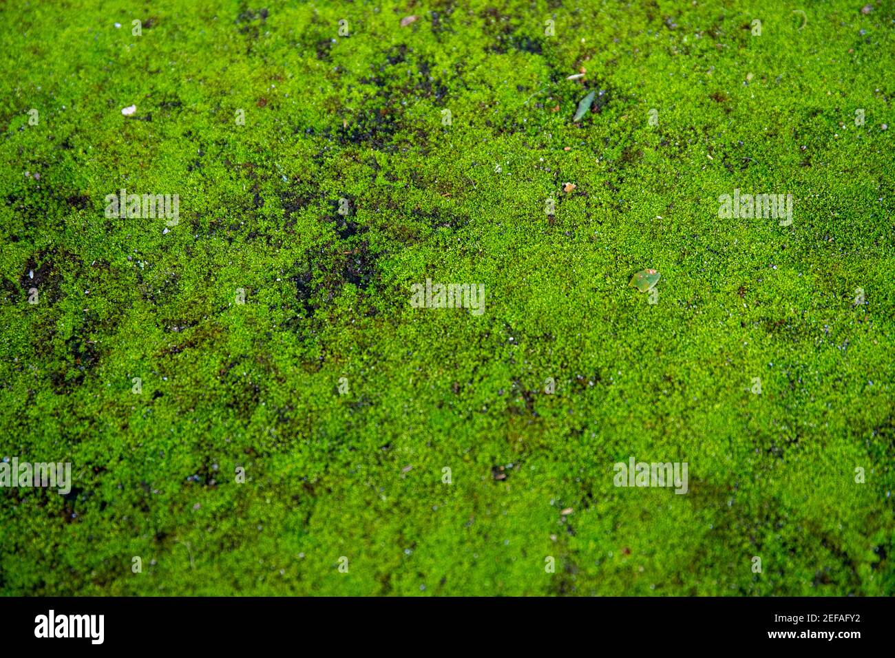 Weiches grünes Moos auf schwarzem Stein Hintergrund. Weicher, moosiger Teppich an der mittelalterlichen Wand. Feuchtes Klima Feuchtigkeit Einfluss auf architektonische Details. Tropisches Moos Stockfoto