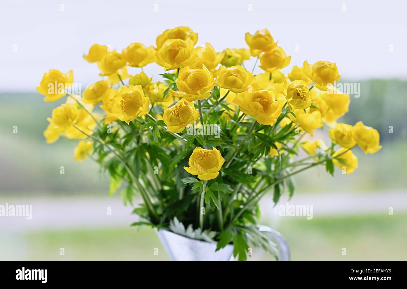 Trollius europaeus in einer Vase. Gelbe Wildblumen, Globe Blume eng verwandt mit Ranunculus. Nahaufnahme. Stockfoto