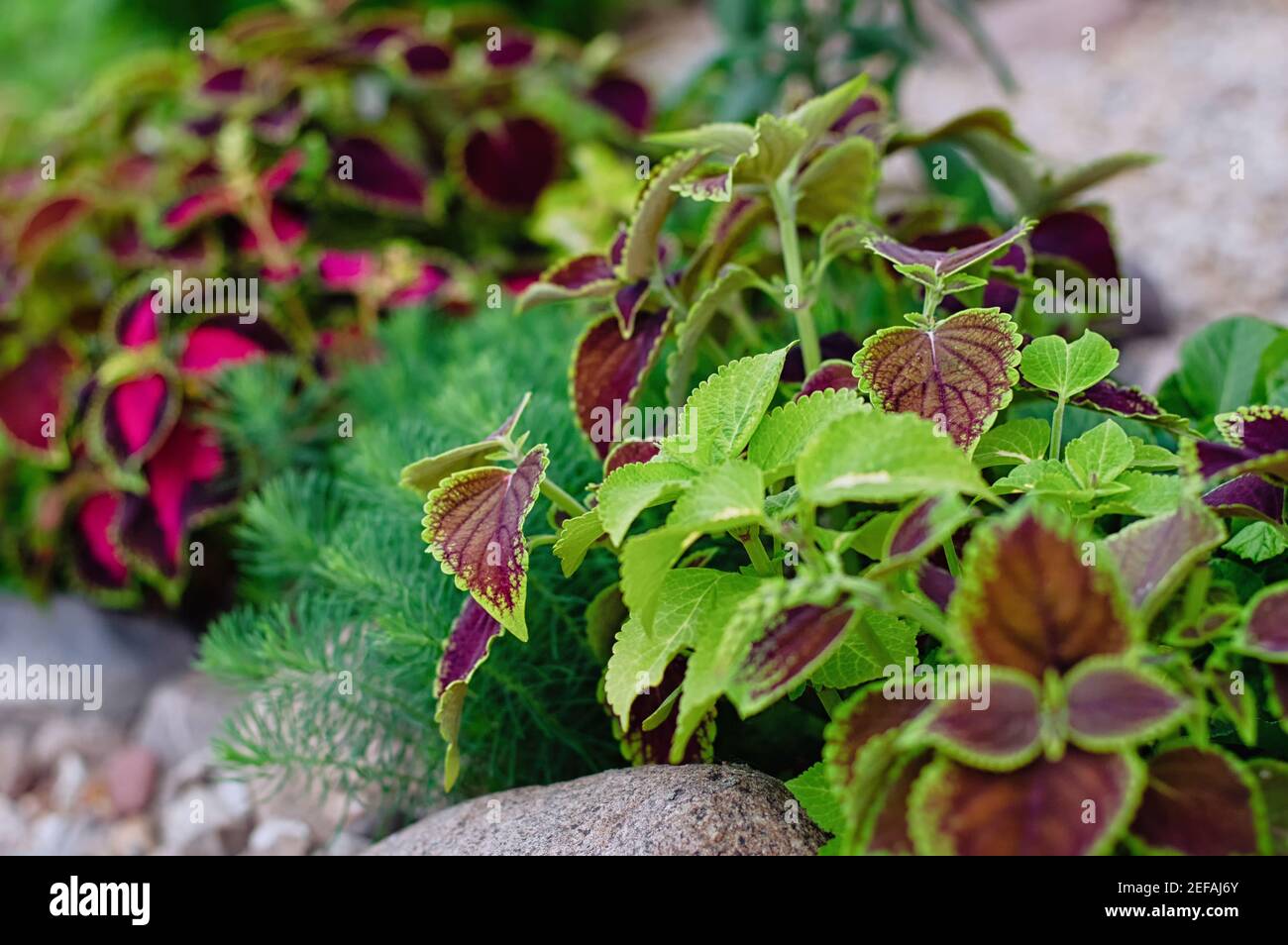 Blumenhintergrund von hellen Blättern der dekorativen Brennnessel. Coleus im Garten eines Floristen. Nahaufnahme. Stockfoto