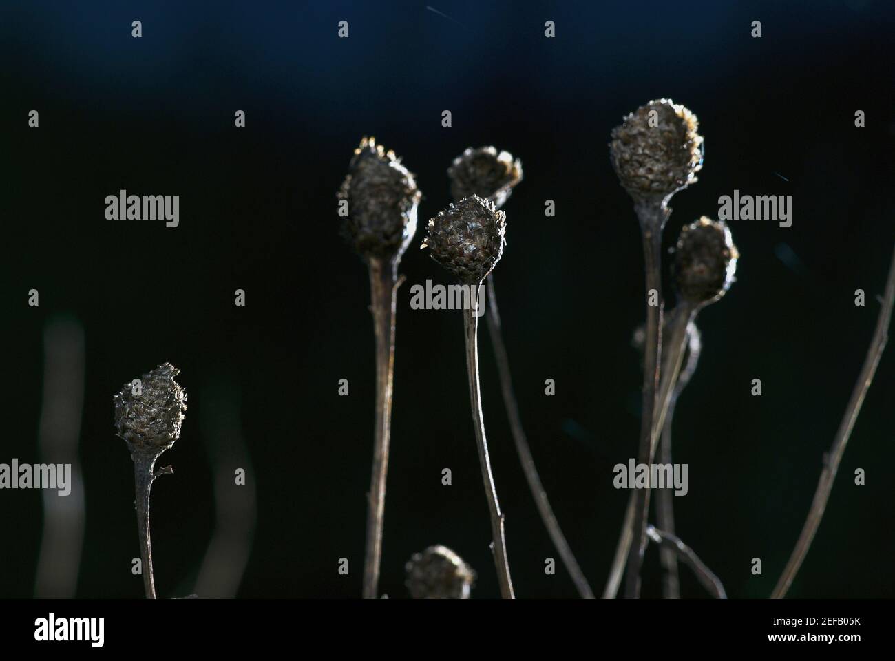 Nahaufnahme der Blütenknospen Stockfoto