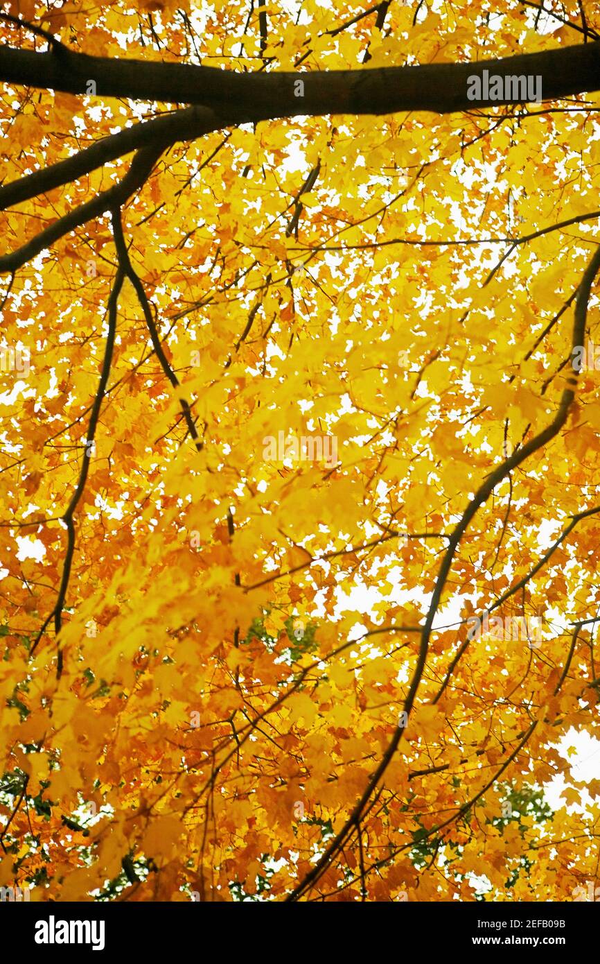 Niedrigen Winkel Ansicht der Äste eines Baumes Stockfoto