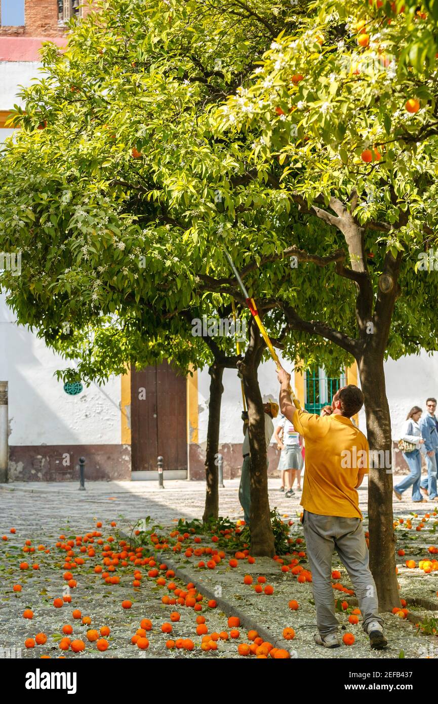 Sevilla Orangen, Sevilla, Andalusien, Spanien Stockfoto