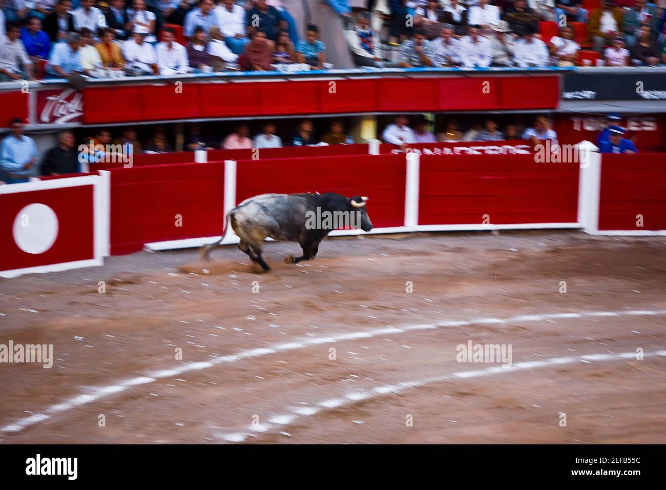 Stier in einer Stierkampfarena, Plaza de Toros San Marcos, Aguascalientes, Mexiko Stockfoto