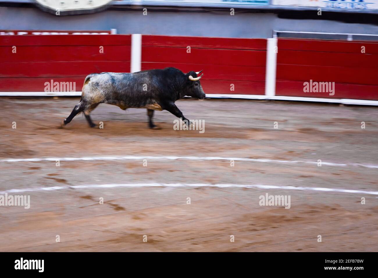 Stier in einer Stierkampfarena, Plaza de Toros San Marcos, Aguascalientes, Mexiko Stockfoto