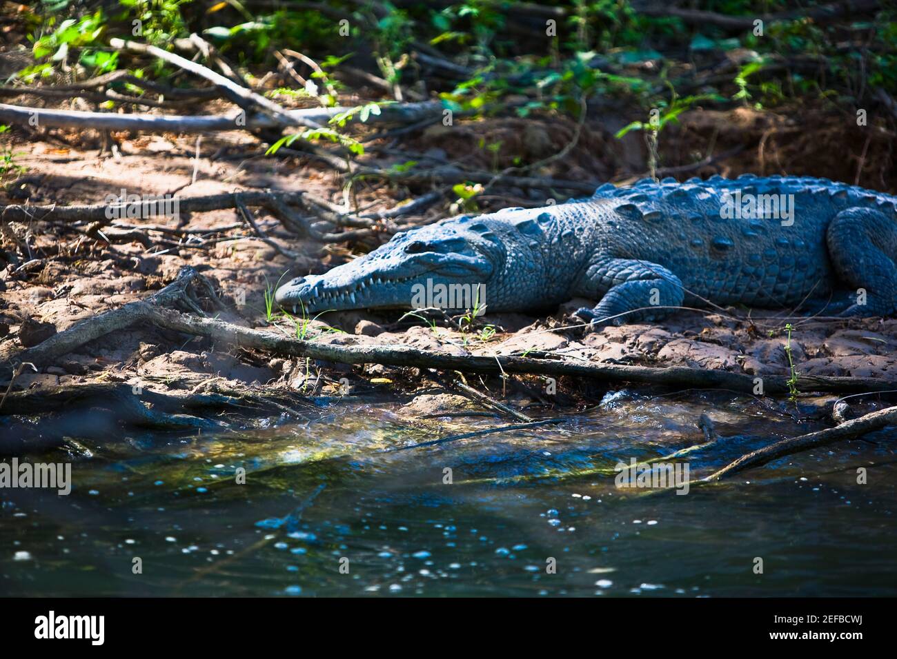 Krokodil im Wald, Sumidero Canyon, Chiapas, Mexiko Stockfoto