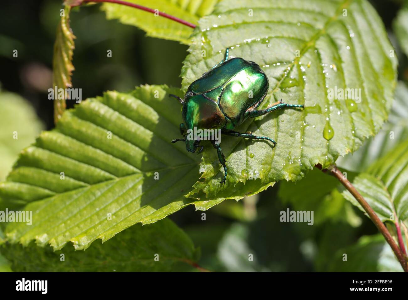 Cetonia aurata auf einem grünen Blatt mit Wassertropfen Es in einem Feld unter dem Sonnenlicht Stockfoto