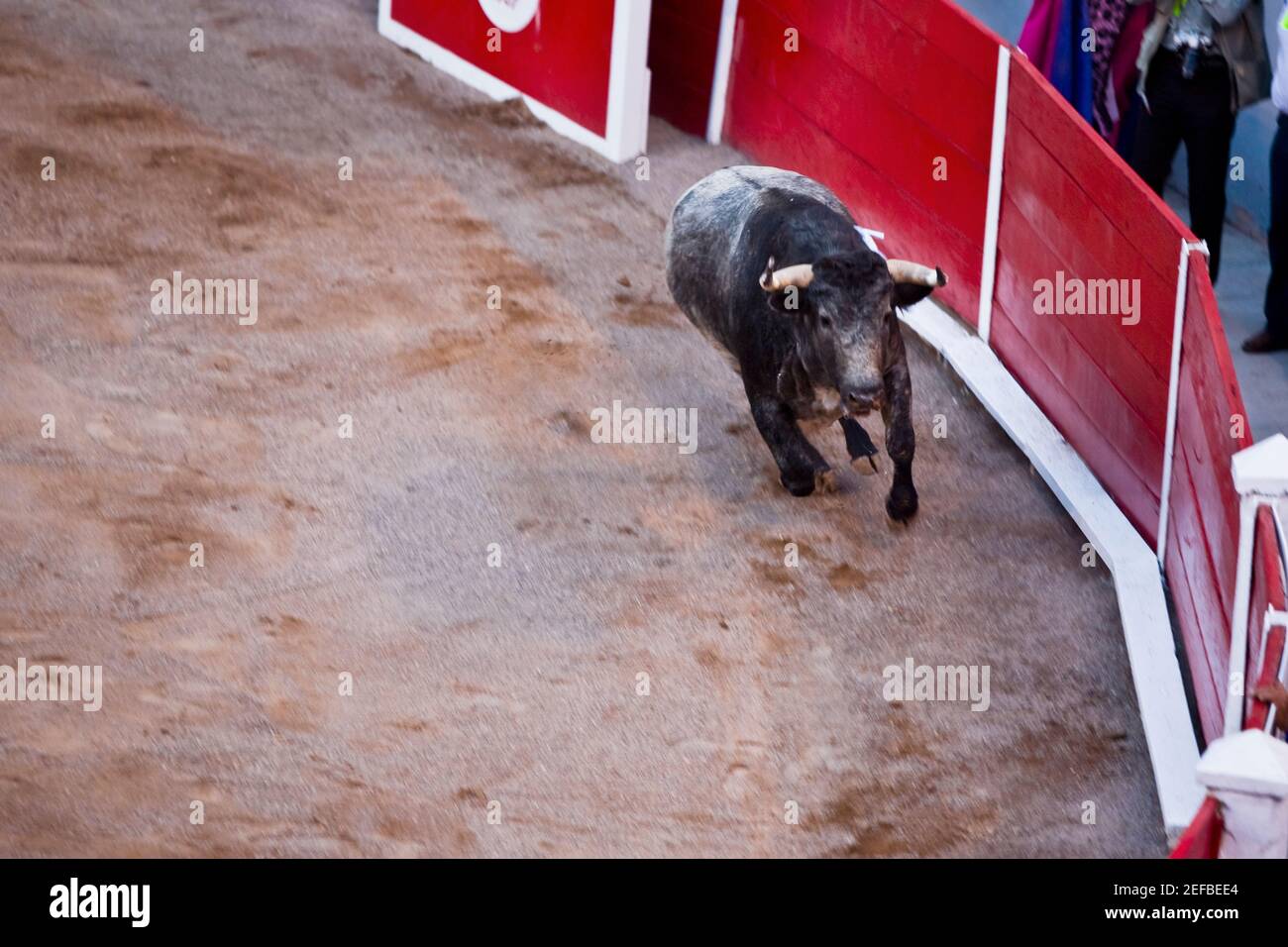 Blick auf einen Stier, der in einer Stierkampfarena läuft, Plaza De Toros San Marcos, Aguascalientes, Mexiko Stockfoto