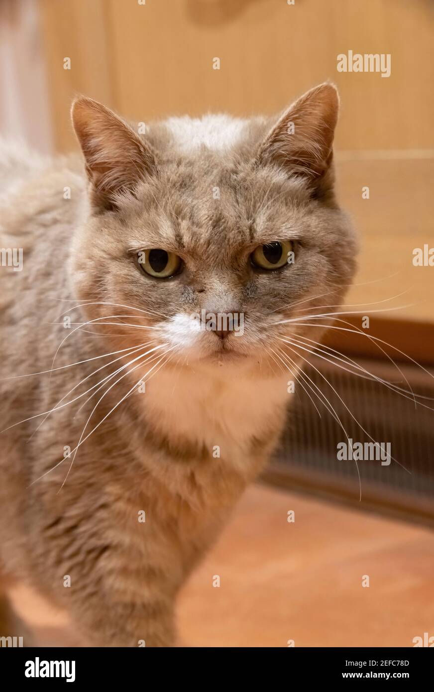 Katze UK; Domestic kurzhaarige Katze, Haustier Katze drinnen, in einem britischen Haus, Gesicht, Kopf und Schultern, Suffolk UK Stockfoto