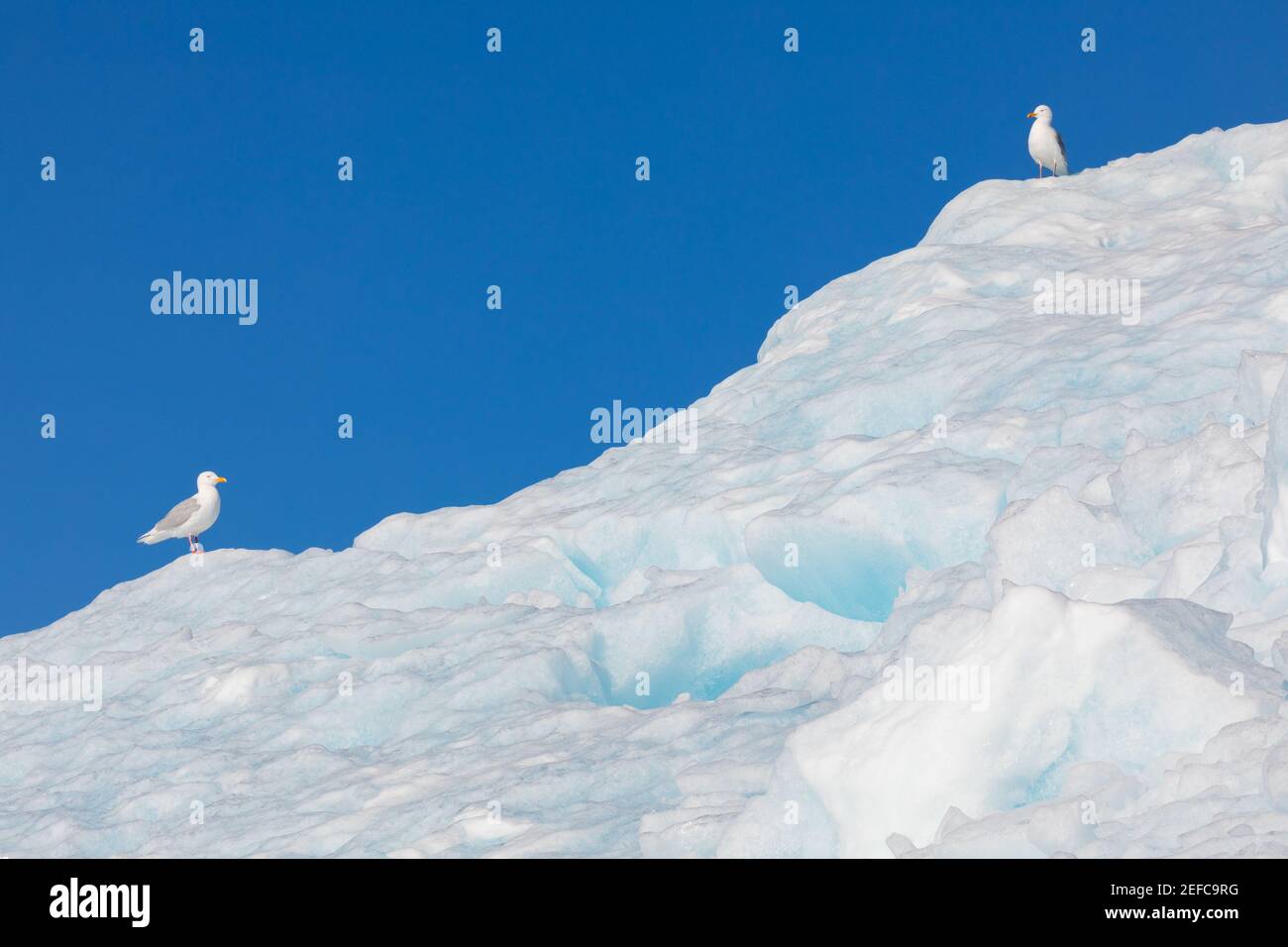 Wassermöwen sitzen auf einem Eisberg und genießen die Sonnenstrahlen und den blauen Himmel in Svalbard (Spitzbergen), Norwegen. Stockfoto