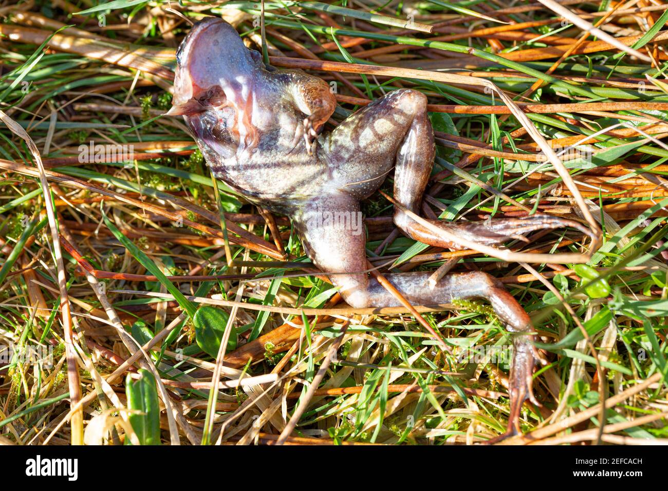 Toter Frosch mit fehlendem Vorderteil Stockfoto