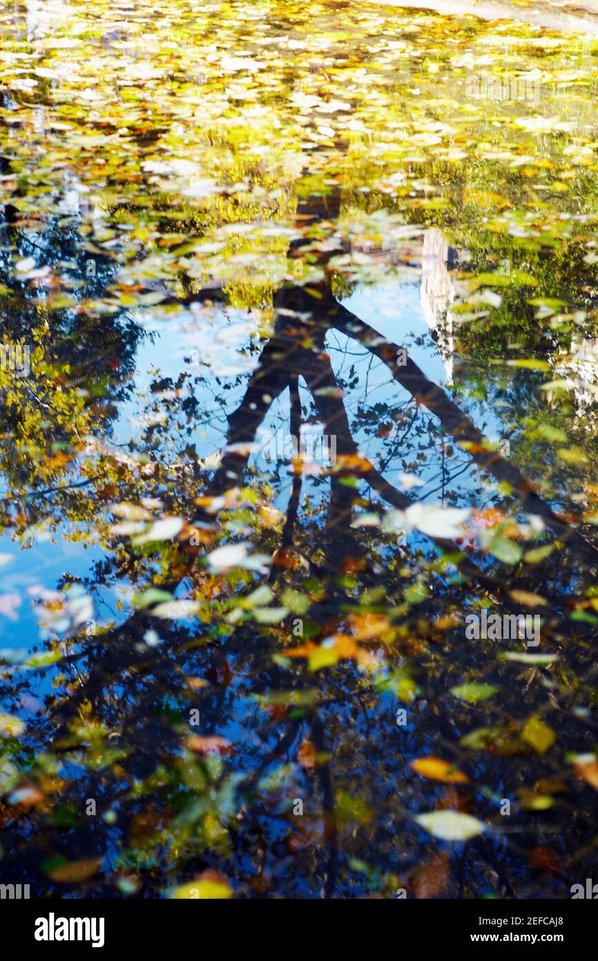 Reflexion eines Baumes im Wasser Stockfoto