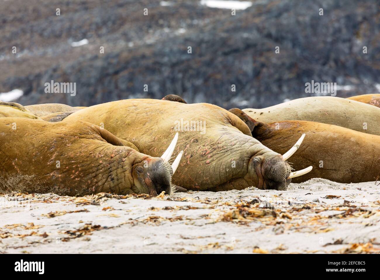 Walrosskolonie am Strand von Spitzbergen. Stockfoto