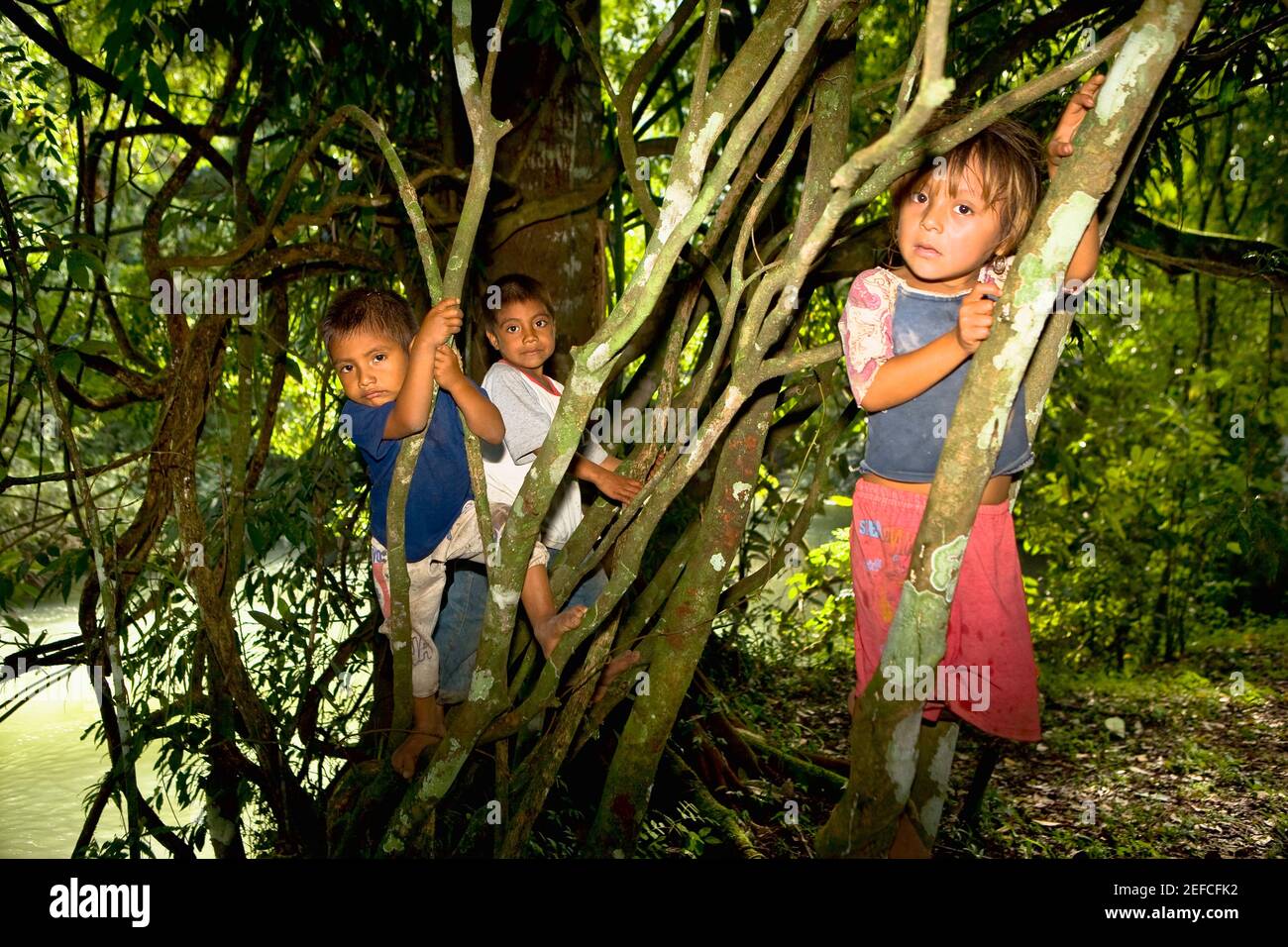 Drei Kinder klettern auf Bäumen, Agua Azul Cascades, Chiapas, Mexiko Stockfoto