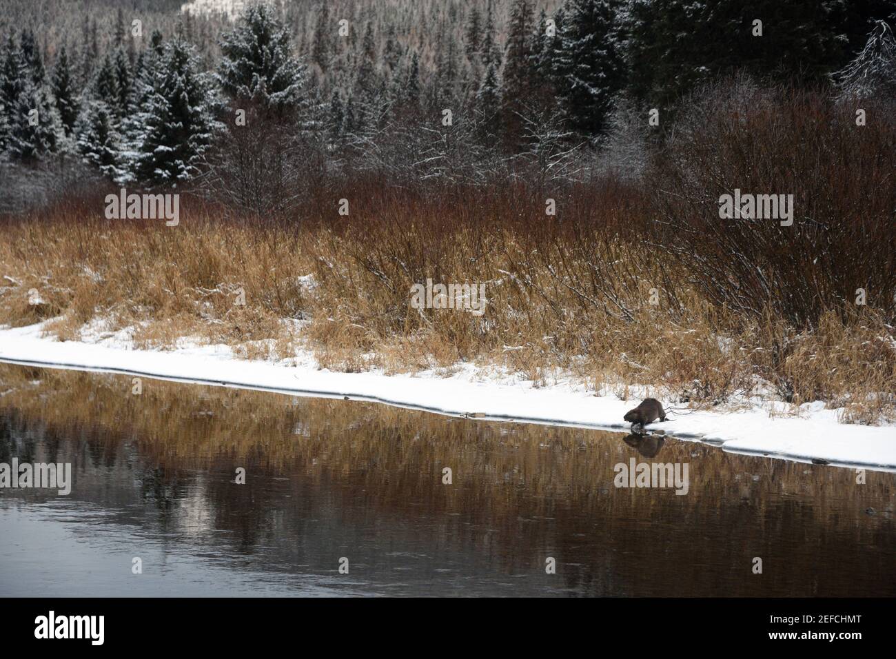 Biber mit Weiden wird es im Yaak River für Winterfutter zwischenspeichern. Yaak Valley, nordwestlich von Montana. (Foto von Randy Beacham) Stockfoto