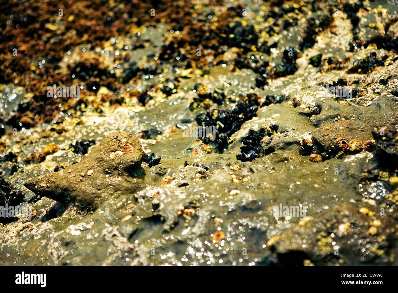 Nahaufnahme von Seepocken auf einem Riff, La Jolla Riffen, San Diego Bay, Kalifornien, USA Stockfoto