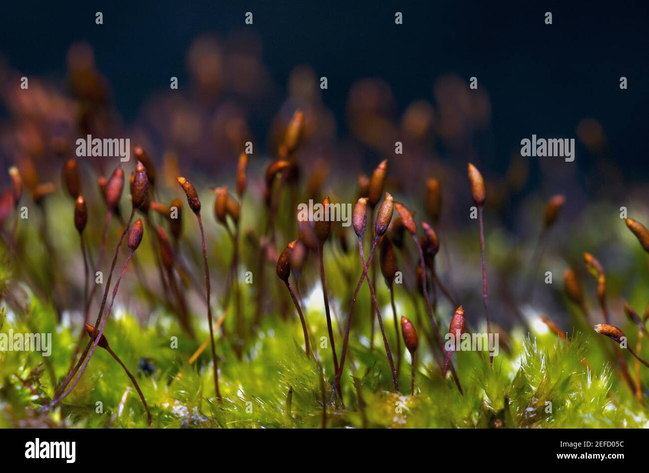 Nahaufnahme der Blütenknospen Stockfoto