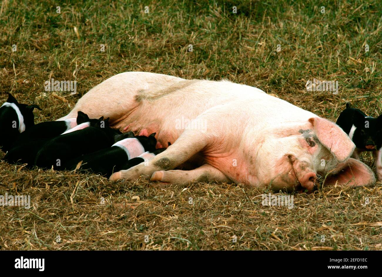 Nahaufnahme von Babyschweinen saugen Sau auf Henry Farm in Clinton County , Ohio Stockfoto