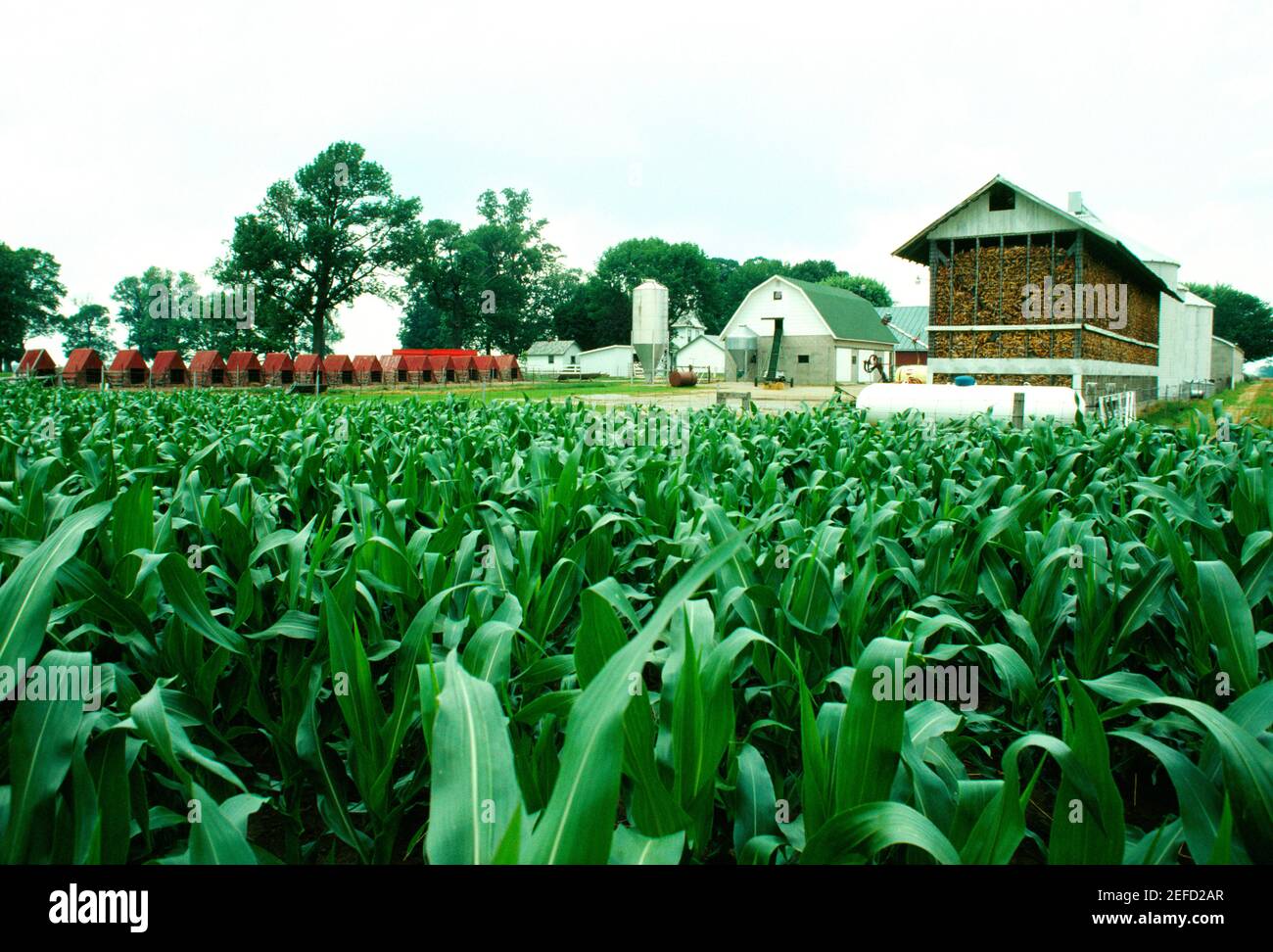 Maisfelder und landwirtschaftliche Gebäude von Niel Henry, Clinton City, OH Stockfoto