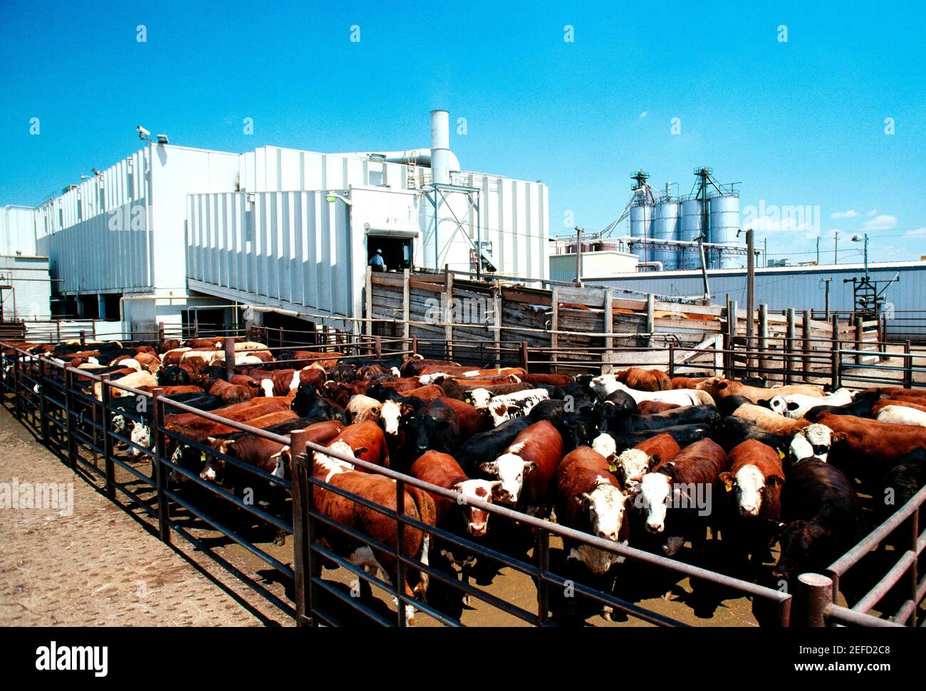 Monfort Beef, Fleischverpackungsanlage, Greeley, Colorado Stockfoto