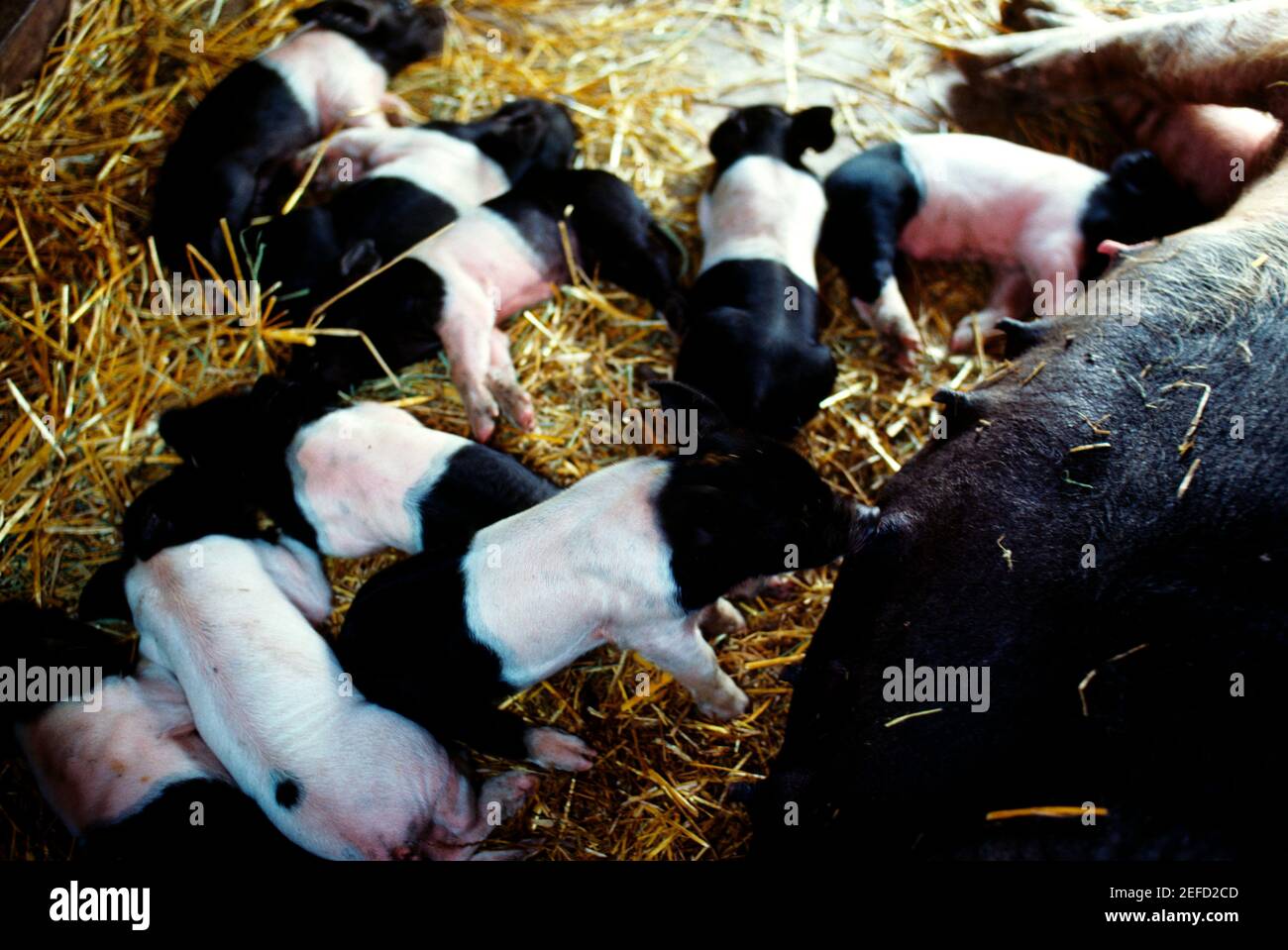 Nahaufnahme von Sau und Babyschweinen auf Henry Wilmington, Ohio Stockfoto