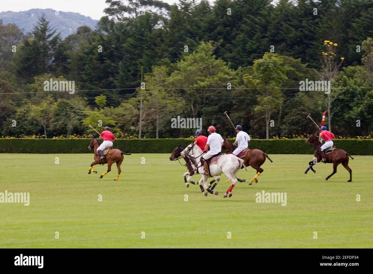 Fünf Polo-Spieler spielen Polo Stockfoto