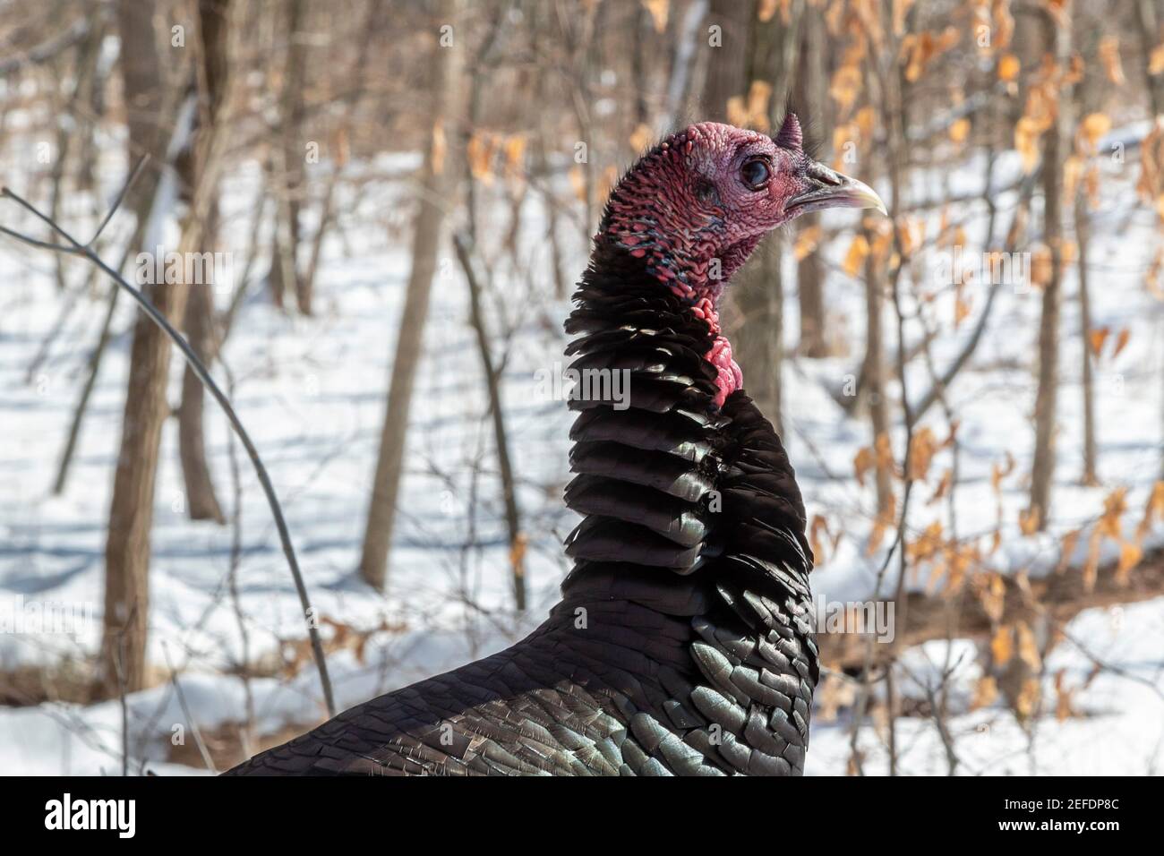 Milford, Michigan - EINE wilde türkei (Meleagris galopavo) in Kensington Metropark. Stockfoto